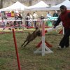 foire-haricots 2011-09-17et18